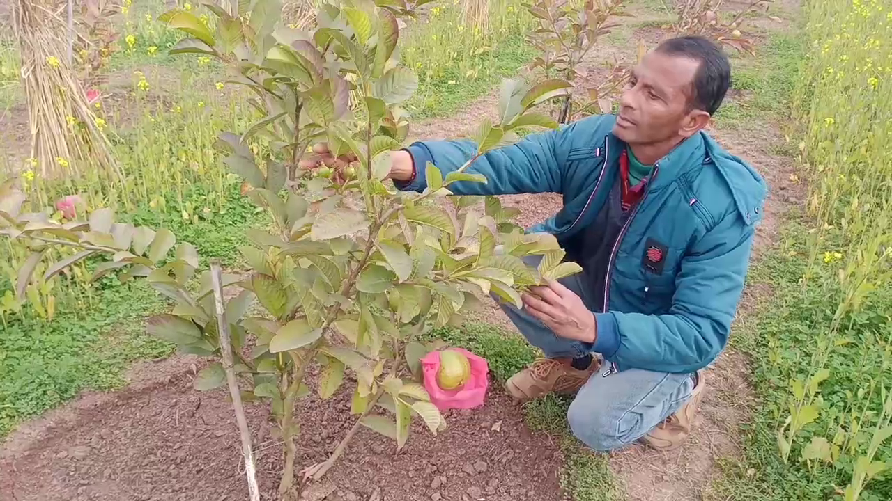 Gardening learned from internet