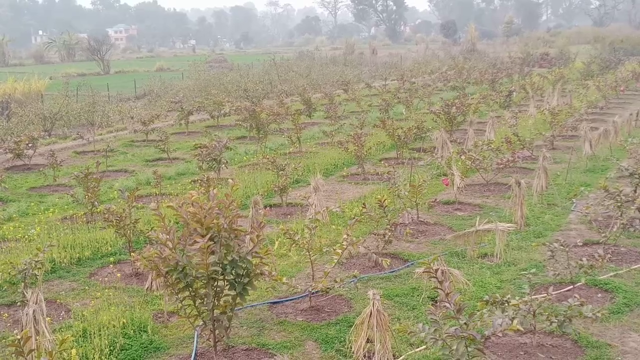 Dalbir Singh planted guava plants