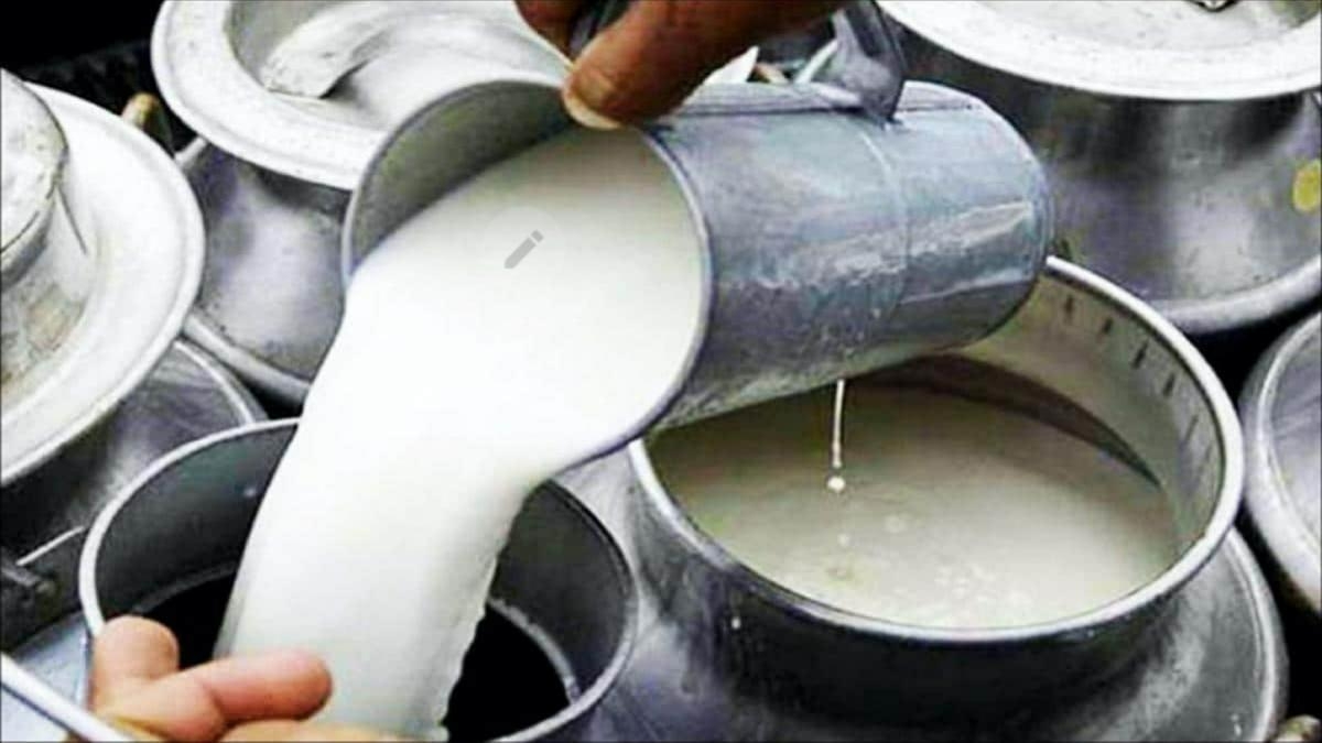 Milk Products Adulteration, tips to know original desi ghee