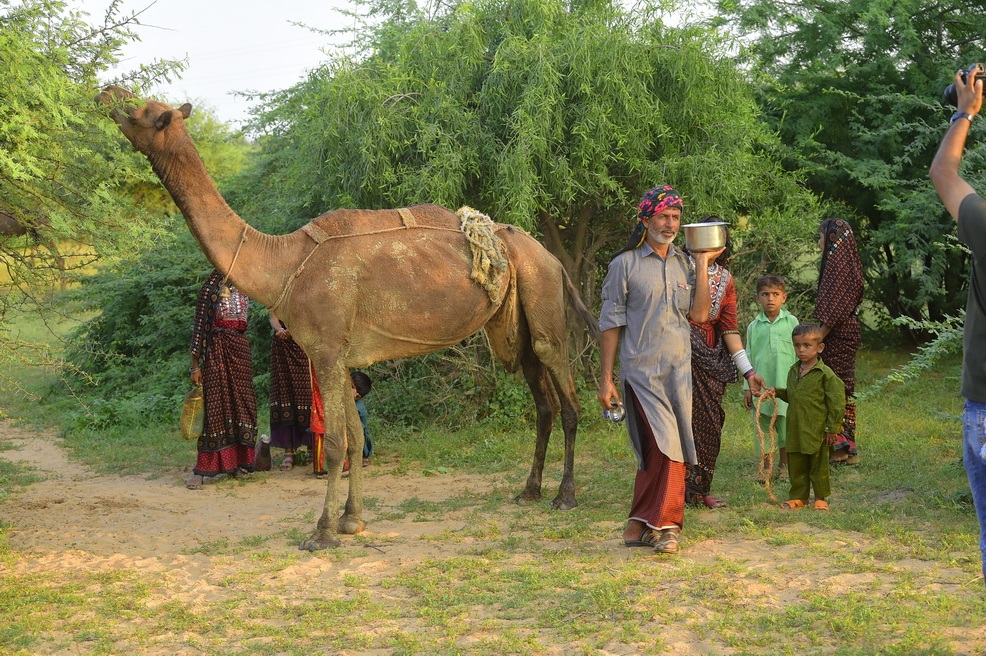 ઊંટ હવે બનશે માલધારી માટે આવકનો સ્ત્રોત