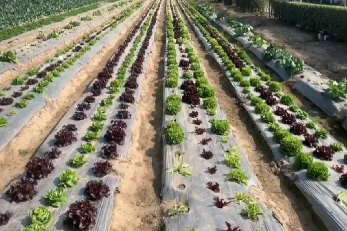 INDO ISRAEL VEGETABLE EXCELLENCE CENTER GIVING TRAINING TO GHARAUNDA FARMERS TO GROW COLORED CABBAGE