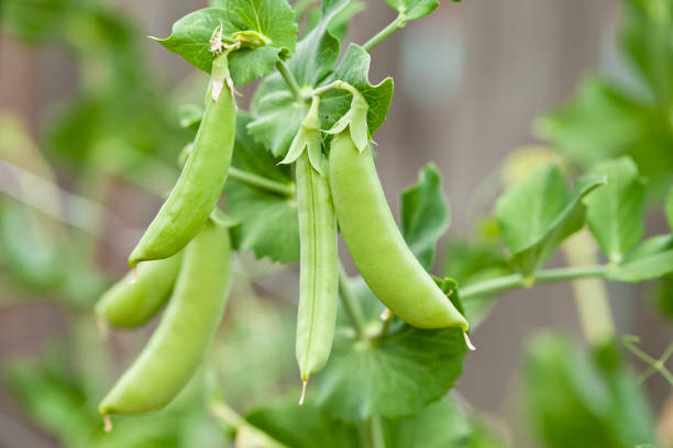 Green Peas