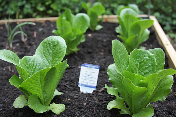 Spinach plant