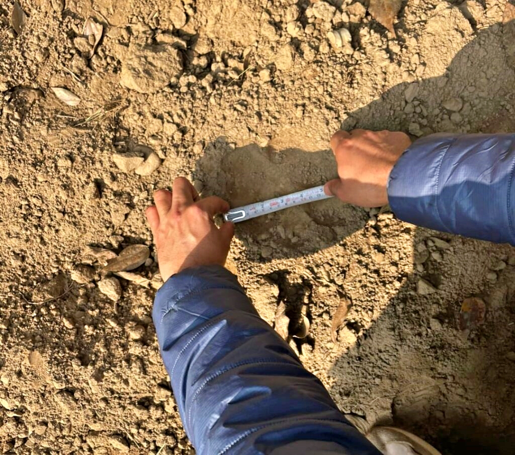 Tiger footsteps found in Paonta Valley.