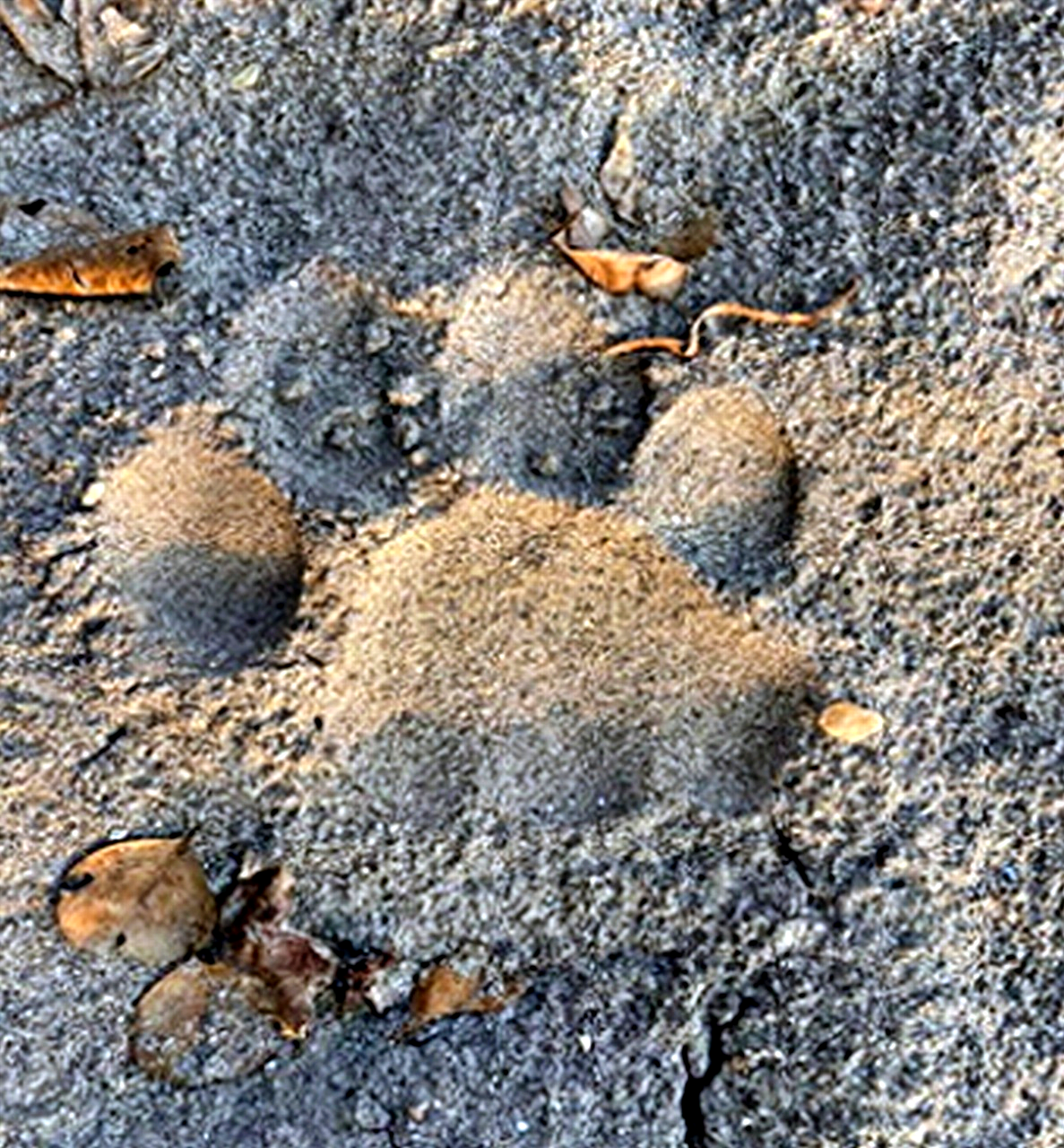 Tiger footsteps found in Paonta Valley.