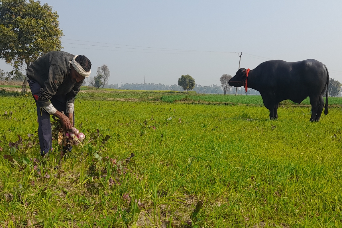 15 lakh rupees earning annually from buffalo