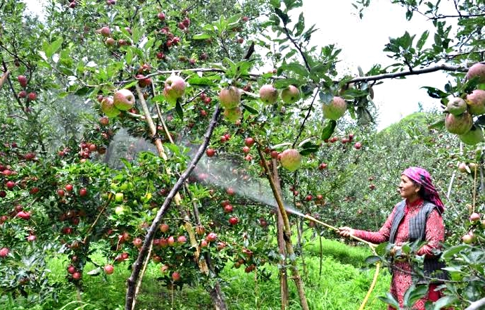 प्रदेश में चार लाख बागवान परिवार कर रहे सेब की खेती