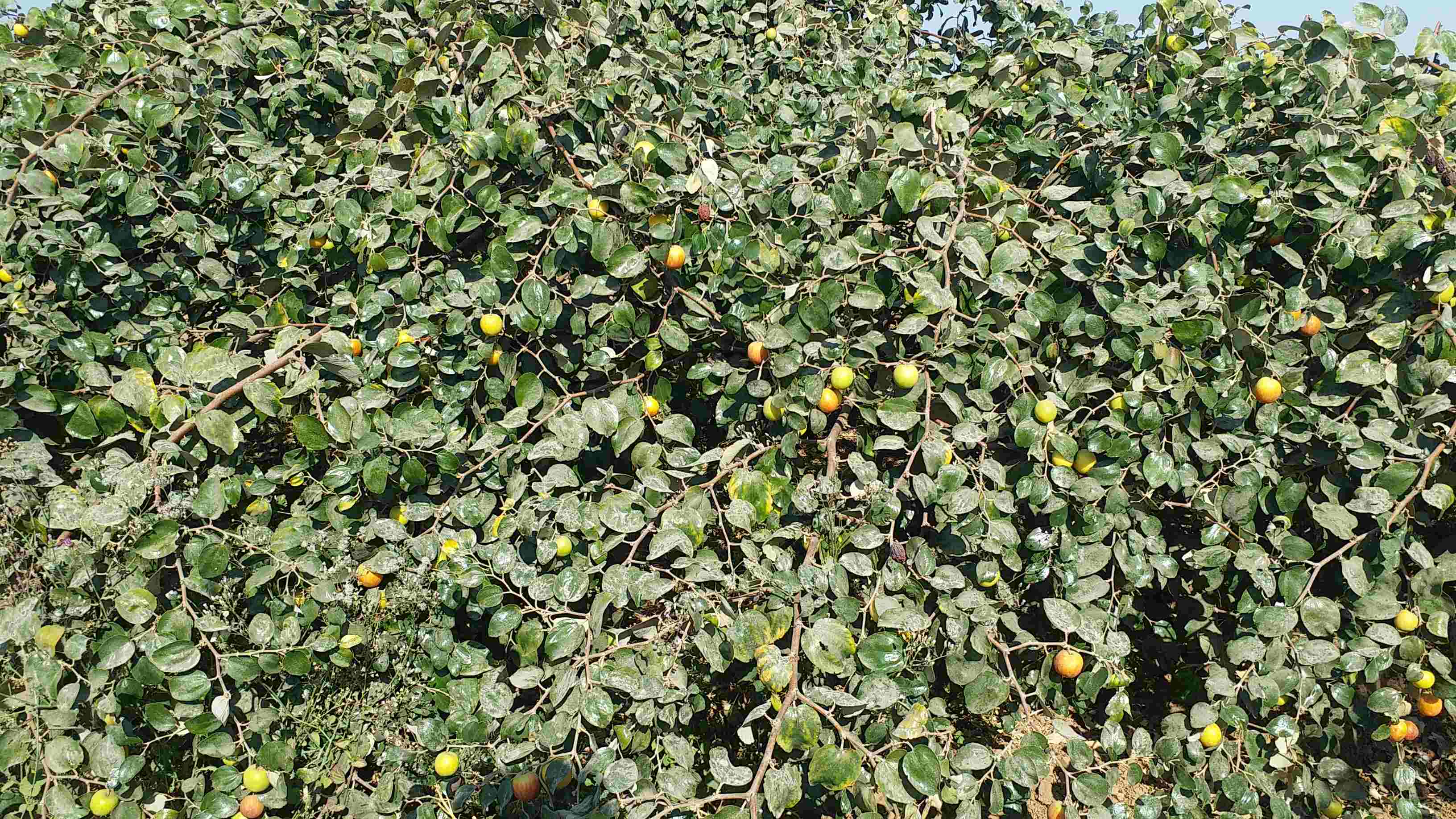 Ber Fruit Of CAZRI