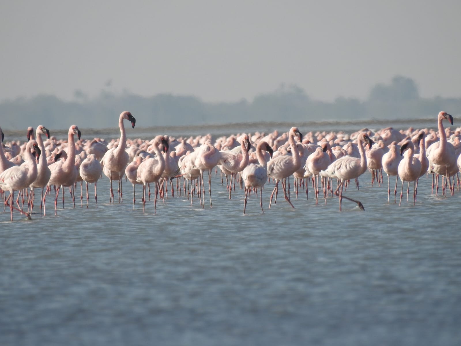 Foreign birds in Winter: પાટણ પાસે આવેલા કોડધાના વાડીલાલ તળાવમાં વિદેશી પક્ષીઓ બન્યા મહેમાન