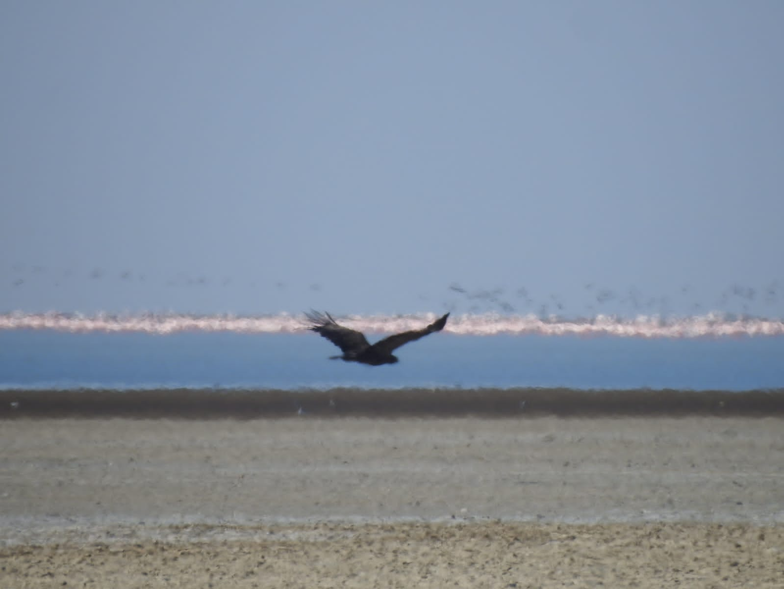 Foreign birds in Winter: પાટણ પાસે આવેલા કોડધાના વાડીલાલ તળાવમાં વિદેશી પક્ષીઓ બન્યા મહેમાન