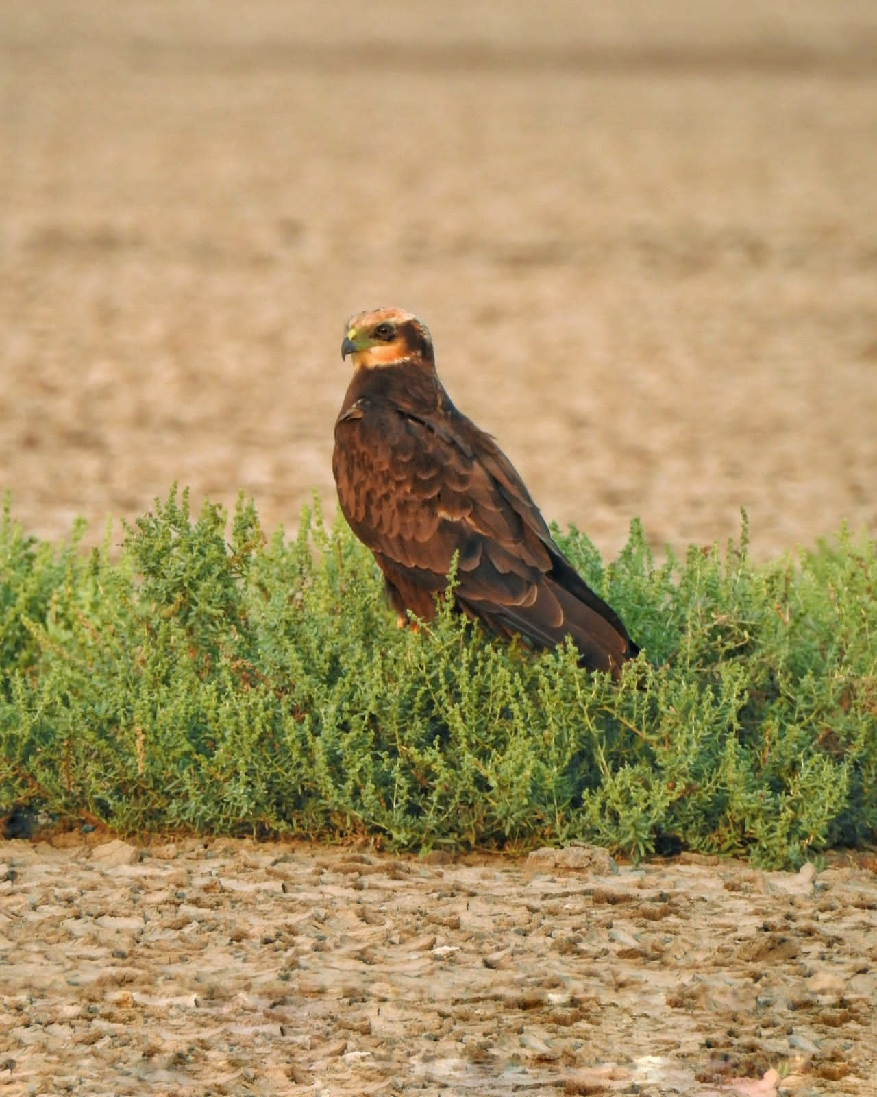 Foreign birds in Winter: પાટણ પાસે આવેલા કોડધાના વાડીલાલ તળાવમાં વિદેશી પક્ષીઓ બન્યા મહેમાન