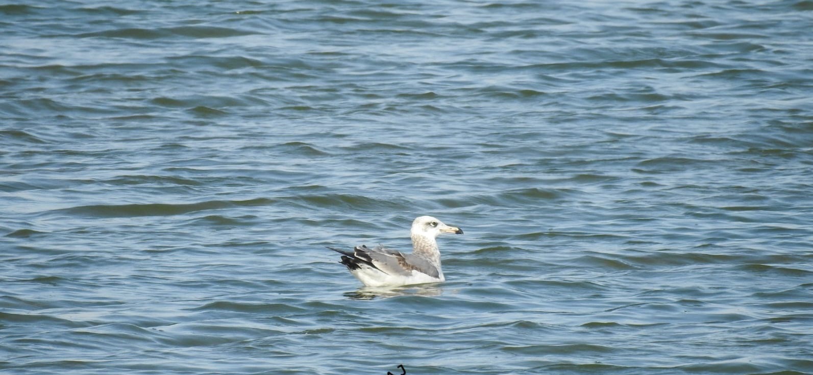 Foreign birds in Winter: પાટણ પાસે આવેલા કોડધાના વાડીલાલ તળાવમાં વિદેશી પક્ષીઓ બન્યા મહેમાન