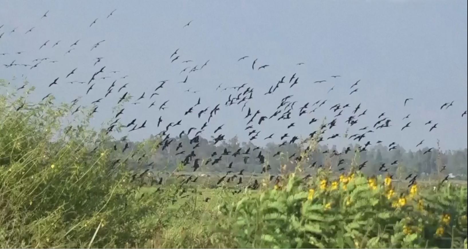 Birds Attacking Crop Fields In Kenya