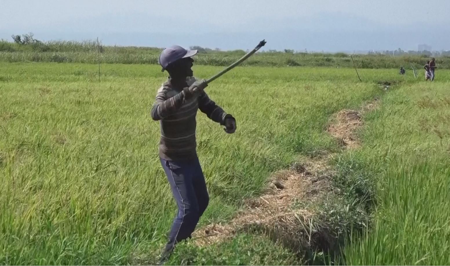 Farmer Throwing Stick On Attacking Birds