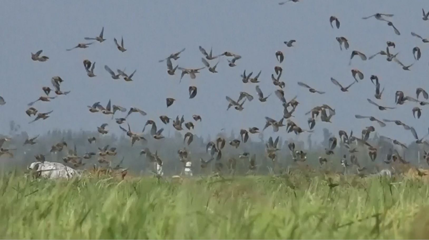 Birds Attacking Crop Fields In Kenya