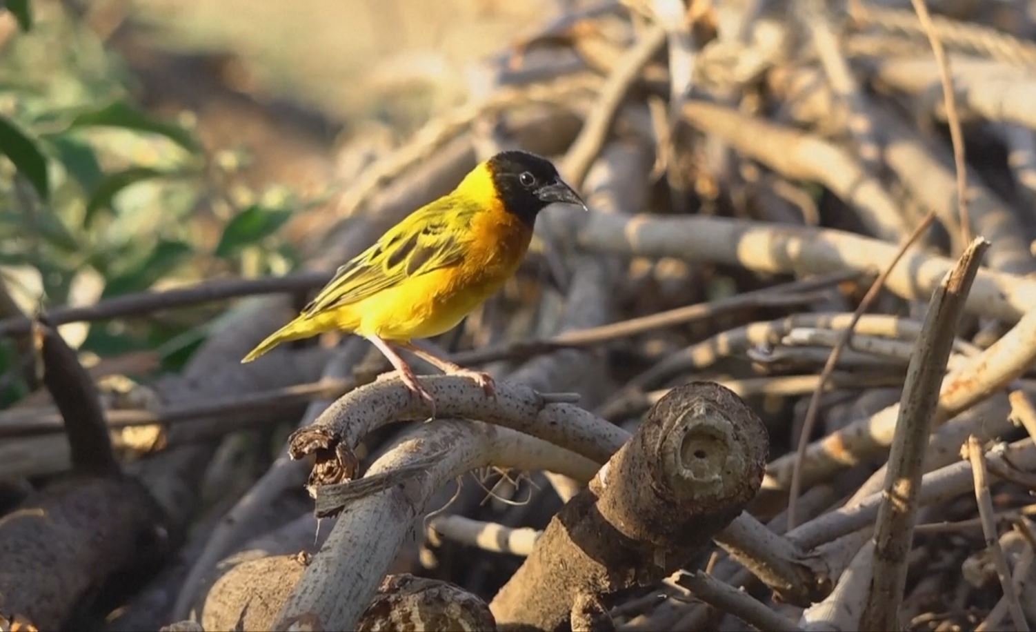 kuliya birds group attack  kuliya birds group attack on crops  kuliya birds group attack on crops in Kenya  ಪಕ್ಷಿಗಳನ್ನು ಕೊಲ್ಲುವುದಕ್ಕೆ ಸರ್ಕಾರ ನಿರ್ಧಾರ  ರೈತರಿಗೆ ಎದುರಾದ ಕಷ್ಟ  ಬೆಳೆಗಳ ಮೇಲೆ ಸಾವಿರಾರೂ ಪಕ್ಷಿಗಳ ಹಿಂಡು ದಾಳಿ ಮಾಡಿ ನಾಶ  ಲಕ್ಷಕ್ಕೂ ಹೆಚ್ಚು ಪಕ್ಷಿಗಳನ್ನು ಕೊಲ್ಲಲು ನಿರ್ಧಾರ  ಬೆಳೆ ತನ್ನ ಕಣ್ಣೆದುರೇ ನಾಶವಾದರೆ ಯಾವುದೇ ರೈತನಿಗೆ ದುಃಖ  ಬ್ಯಾಂಕ್‌ಗಳಲ್ಲಿ ಬಡ್ಡಿಗೆ ಸಾಲ  ಹಕ್ಕಿಗಳ ಹಿಂಡು ಬಂದು ಭತ್ತದ ಬೆಳೆಯನ್ನು ಹಾಳು  ಬೆಳೆಗಳನ್ನು ಕುಲಿಯಾ ಪಕ್ಷಿಗಳು ತಿಂದು ಹಾಕಿವೆ