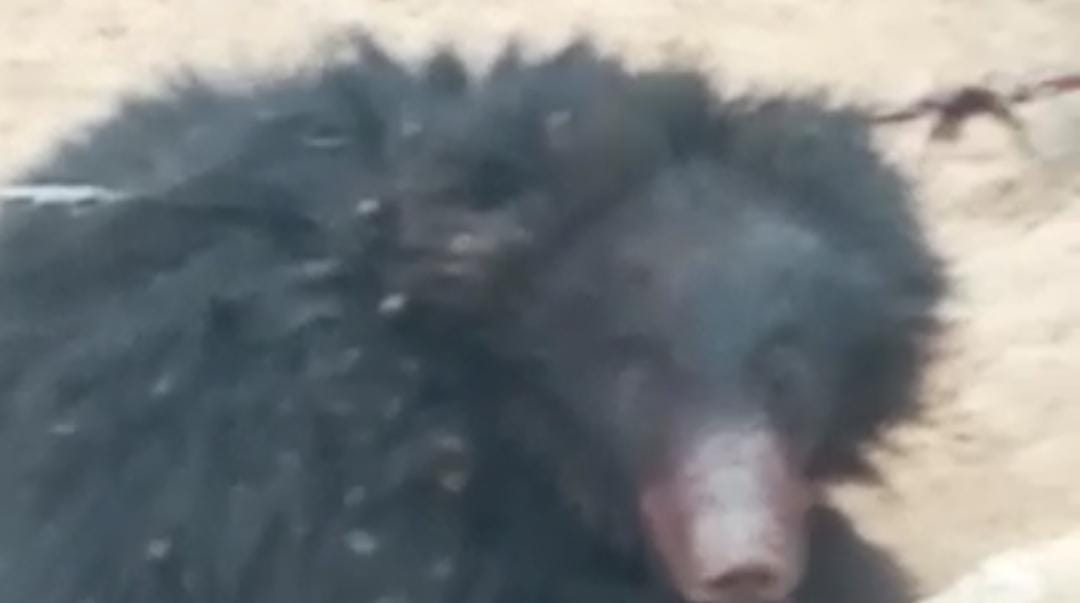 Bear trapped in electric wire in Sidhi