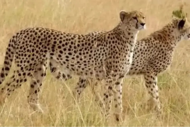 12 More Cheetahs To KNP