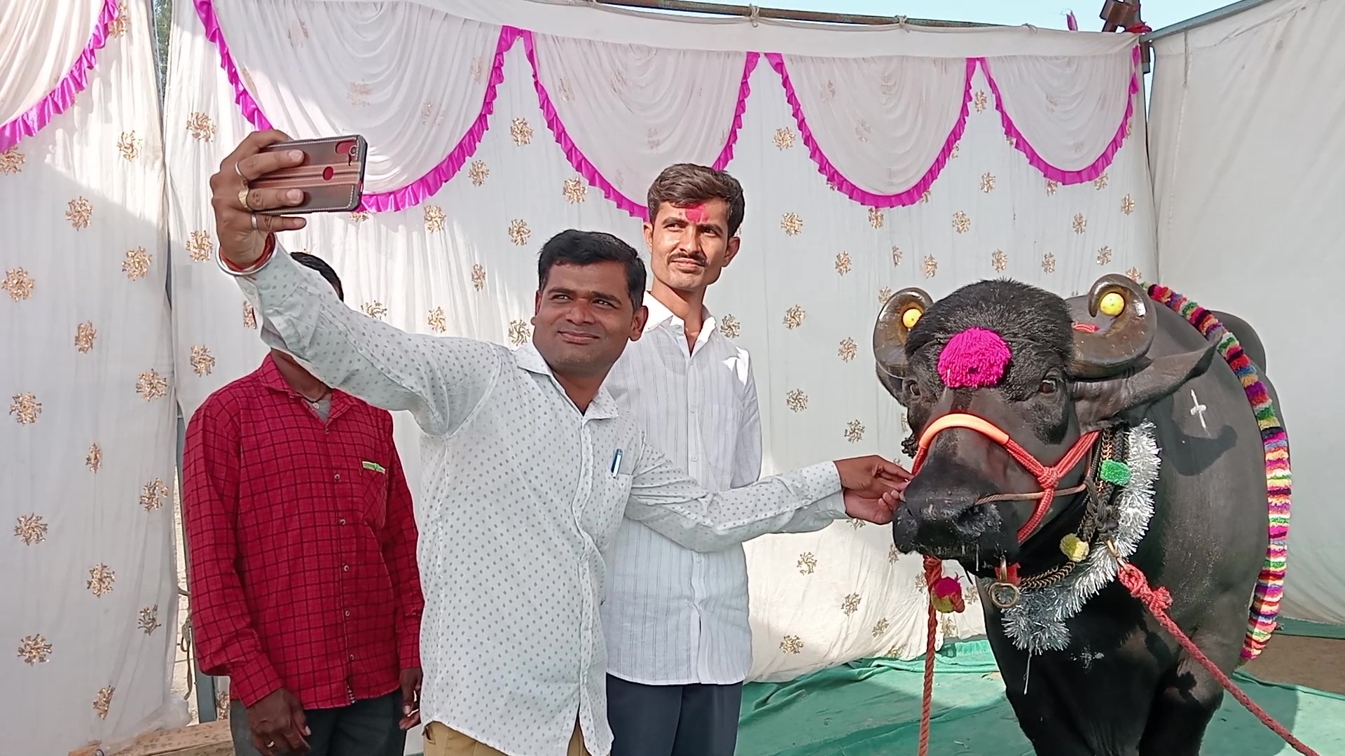 impressive-gajendra-buffaloin-agricultural-exhibition-hall-in-maharashtra