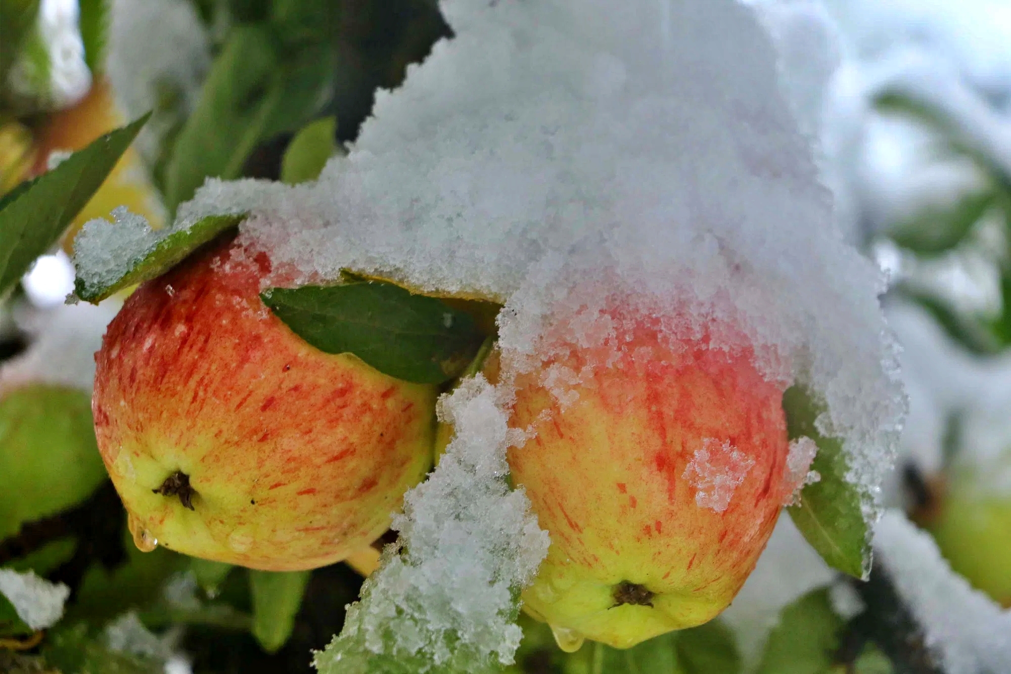 Union Budget for Apple Growers in Himachal.