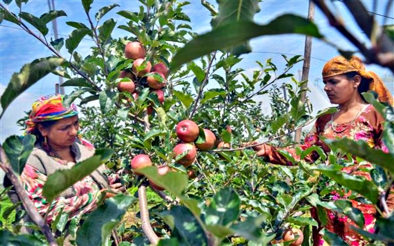 Union Budget For Apple Growers in Himachal.