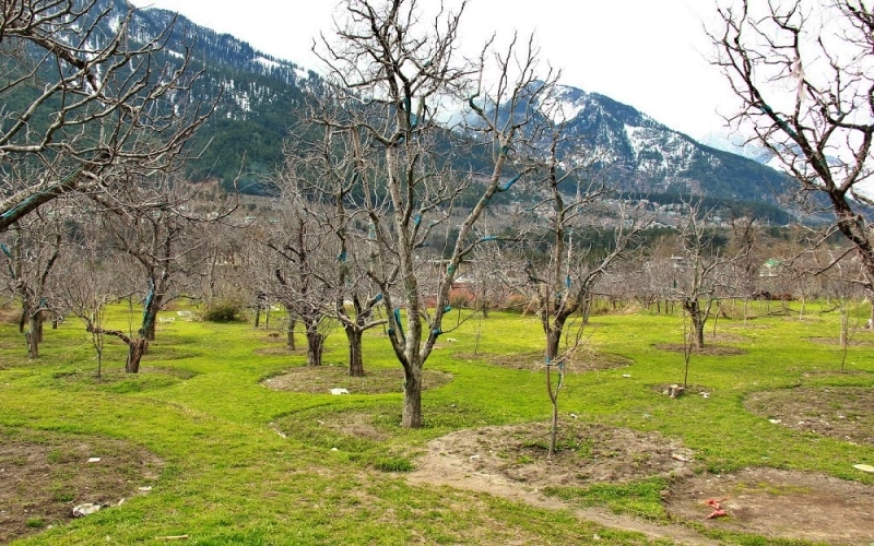 Union Budget For Apple Growers in Himachal.