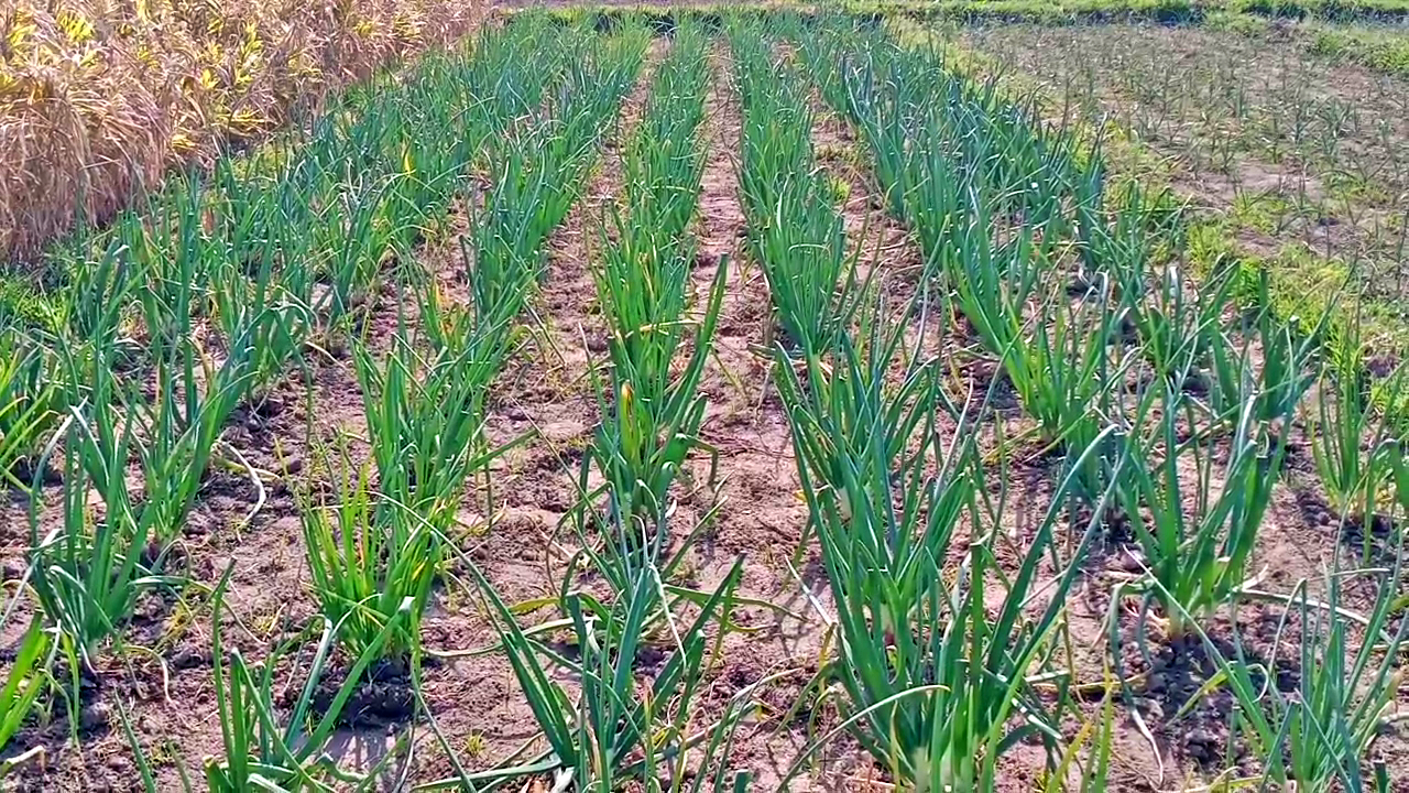 Nutri Garden at Dhaulakuan Krishi Vigyan Kendra in Sirmaur.