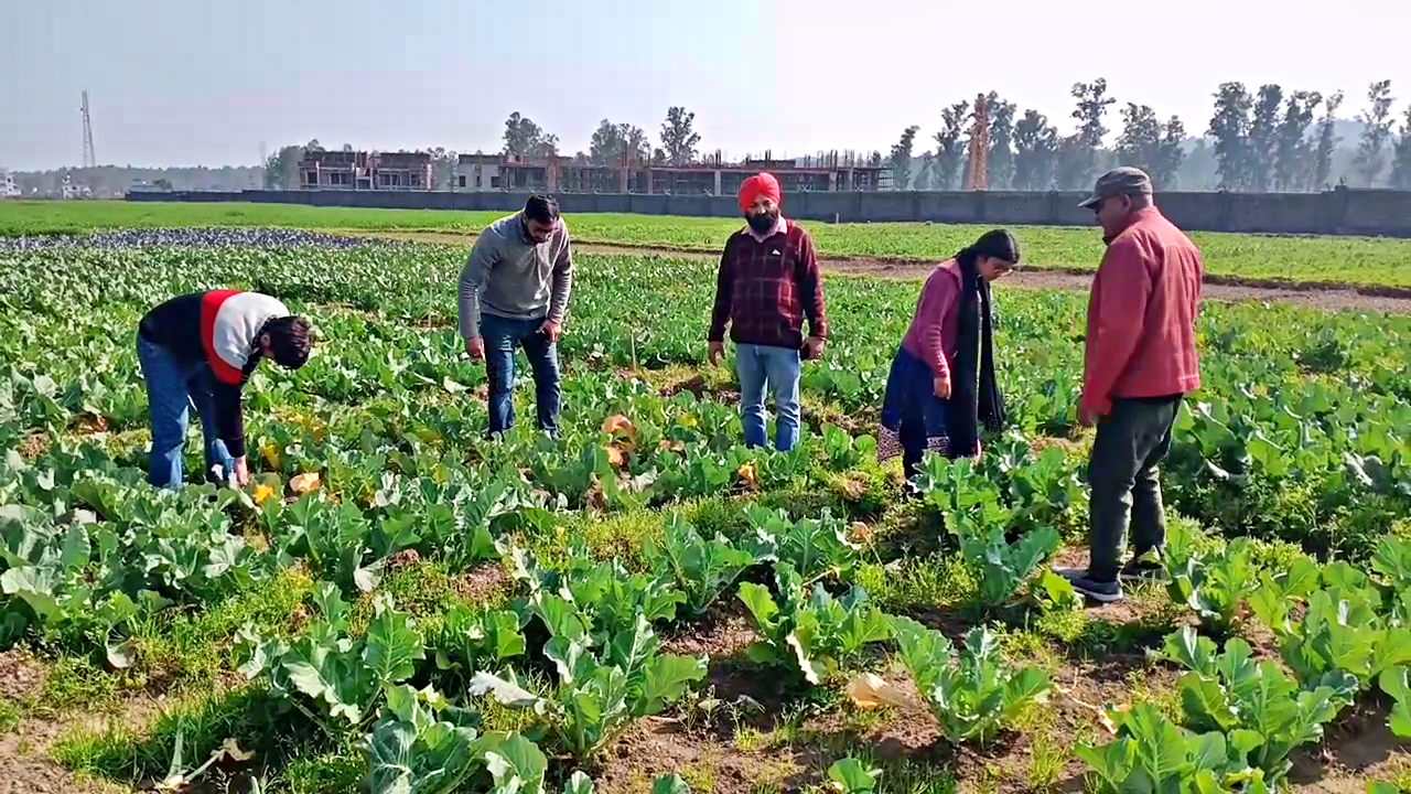 Nutri Garden at Dhaulakuan Krishi Vigyan Kendra in Sirmaur.