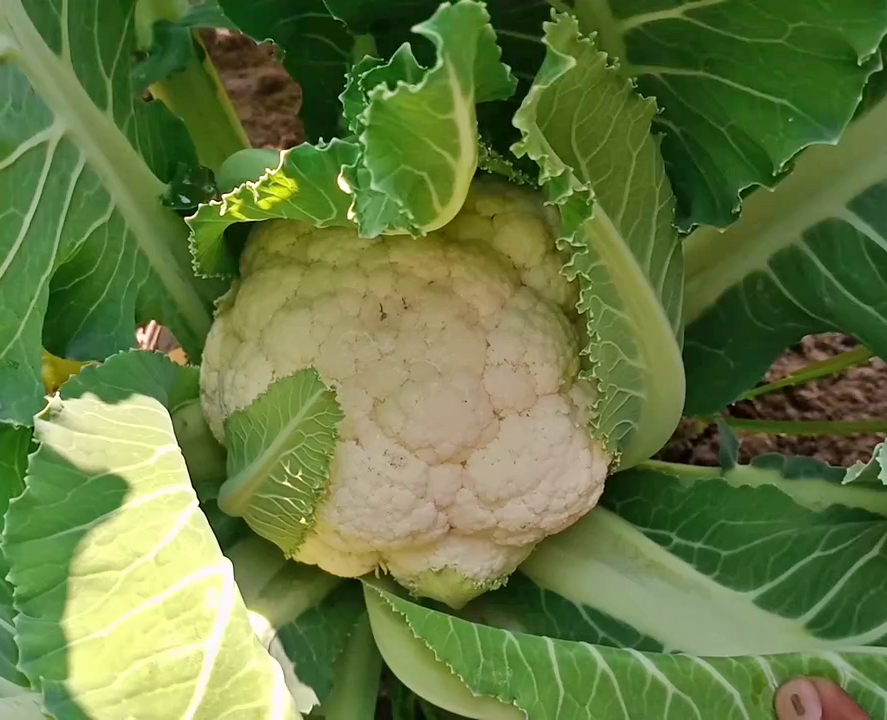 Nutri Garden at Dhaulakuan Krishi Vigyan Kendra in Sirmaur.