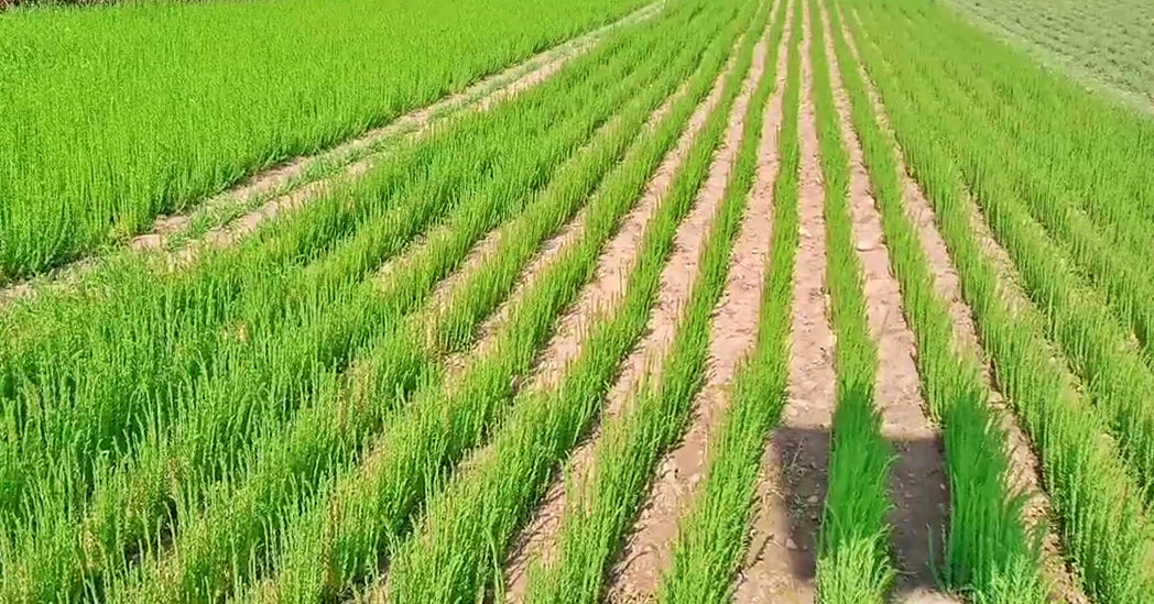 Nutri Garden at Dhaulakuan Krishi Vigyan Kendra in Sirmaur.