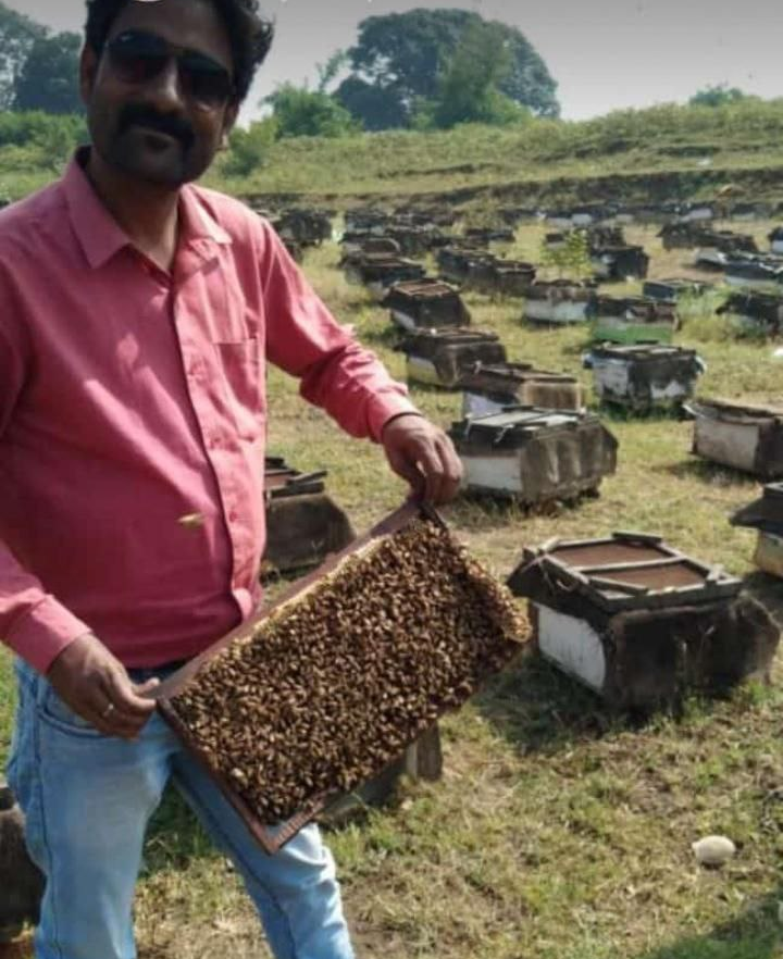 shahdol honey bee farming