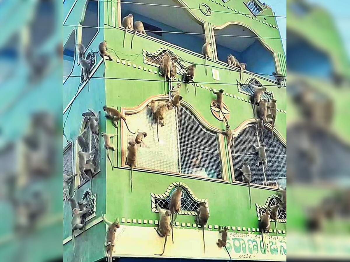 News in pics  Monkeys Troop on a building  Hyderabad news in photos  ಬಿಲ್ಡಿಂಗ್​​ ಹತ್ತಿದ ಮಂಗಗಳು  ತ್ರಿಶೂಲ​ ಆಕಾರದಲ್ಲಿ ಮೆಣಸಿನ ಕಾಯಿ  ಒಂದು ಫೋಟೋದಲ್ಲಿ ಸಾವಿರ ಪದಗಳು  ಸೆರೆ ಹಿಡಿದ ಫೋಟೋಗಳು  ಚಿತ್ರ ವಿಚಿತ್ರ ಘಟನೆಗಳು  ಬಿಲ್ಡಿಂಗ್​ ಹತ್ತಿದ ಮಂಗಗಳು  ಮರದಲ್ಲಿ ಬಾವಲಿಗಳ ಕಲರವ  ಹುಸೇನ್ ಸಾಗರದಲ್ಲಿ ಹಕ್ಕಿಗಳ ಮೋಜು ಮಸ್ತಿ  ತ್ರಿಶೂಲ ರೂಪದಲ್ಲಿ ಮೆಣಸಿನಕಾಯಿ  ಏಕತಾ ಮೂರ್ತಿಗೆ ಪ್ರಥಮ ವಾರ್ಷಿಕೋತ್ಸವ  ವೆಂಕಟೇಶ್ವರ ದೇವಸ್ಥಾನದಲ್ಲಿ ಬ್ರಹ್ಮೋತ್ಸವ