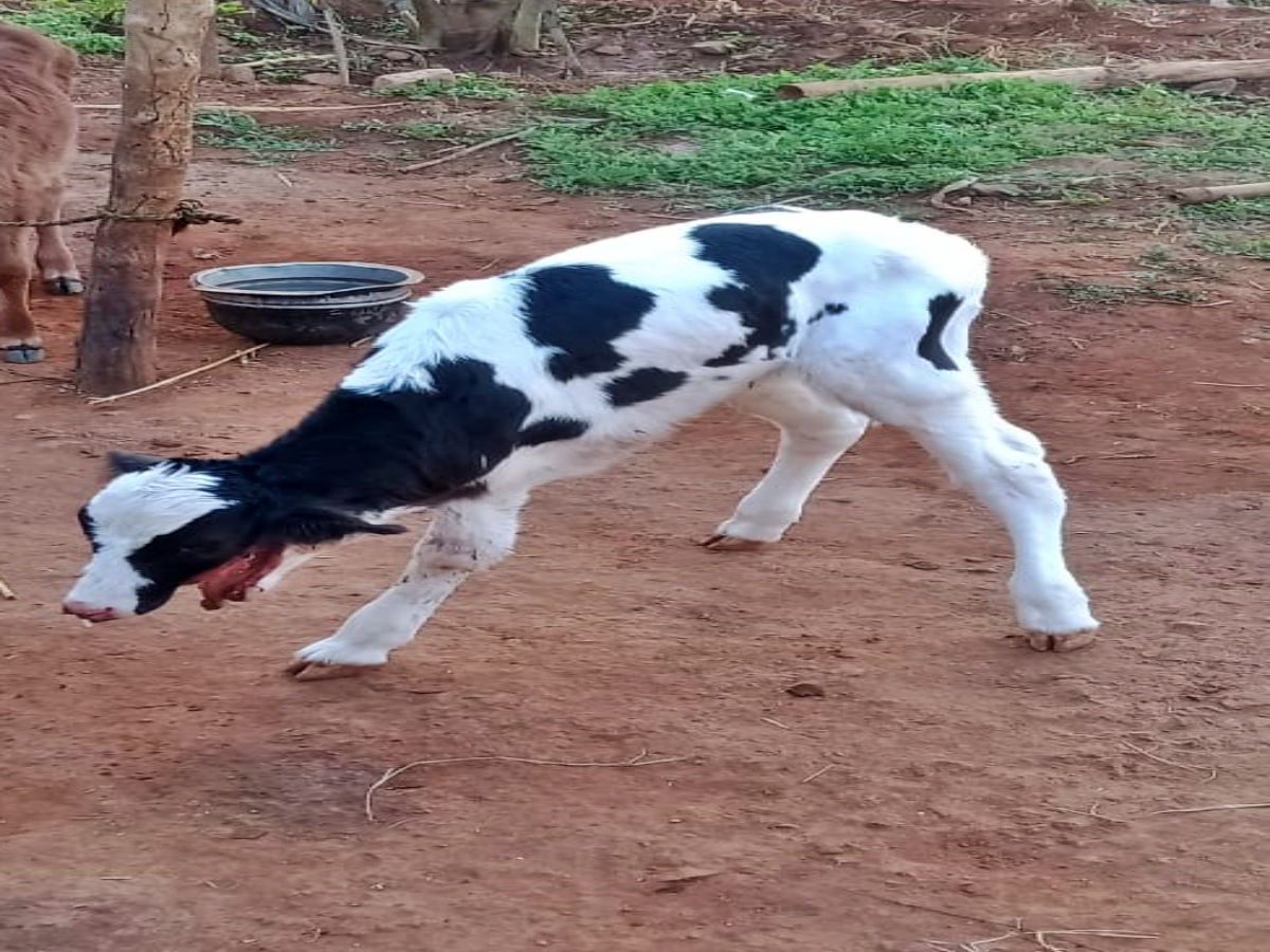 strange calf without a jaw and three legs