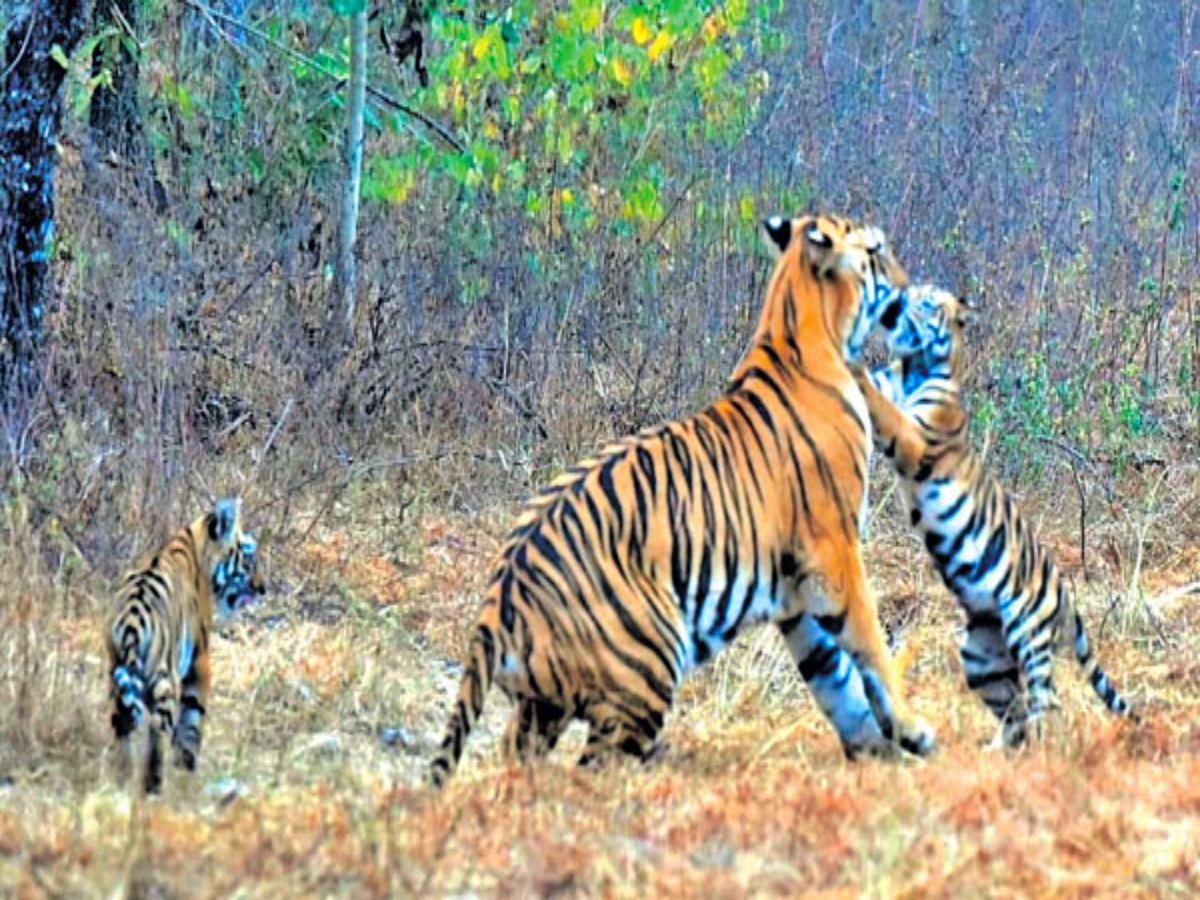 tigress Junbai has given birth to 17 cubs  Junbai the reigning tigress of Tadoba  pictures buzzing with two cubs  ತಡೋಬಾ ಅರಣ್ಯಕ್ಕೆ ಹೆಣ್ಣು ಹುಲಿ ಜುನಾಬಾಯಿ  ಎರಡು ಮರಿಗಳೊಂದಿಗೆ ಕಾಡಿನಲ್ಲಿ ರಾಣಿಯಂತೆ ಕಾಲ  ರಾಣಿಯಂತೆ ಕಾಲ ಕಳೆಯುತ್ತಿದೆ ಈ ಹೆಣ್ಣು ಹುಲಿ  ತಡೋಬಾ ಅಂಧೇರಿ ಹುಲಿ ಸಂರಕ್ಷಿತ ಅರಣ್ಯ  ಎರಡು ಮುದ್ದಾದ ಮರಿಗಳೊಂದಿಗೆ ಸಂಭ್ರಮ  ಹುಲಿ ಸಂರಕ್ಷಿತ ಪ್ರದೇಶದಲ್ಲಿ ಪ್ರಾಬಲ್ಯ