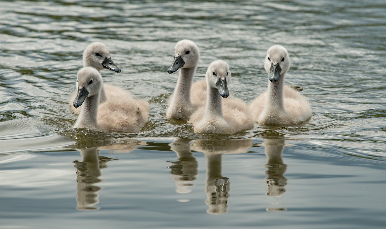 World Wetlands Day is celebrated each year on 2 February