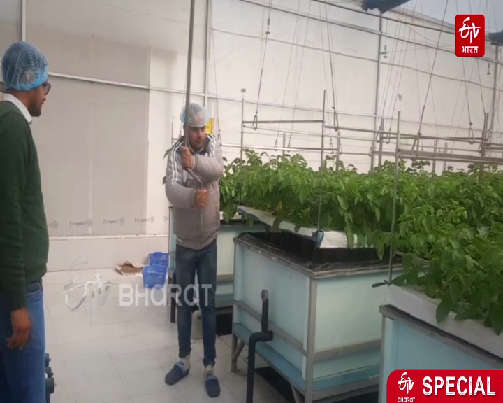 aeroponic technique in Karnal