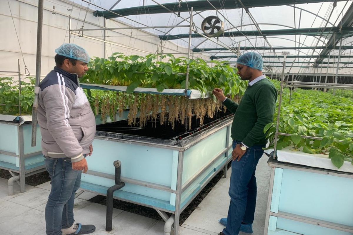 aeroponic technique in Karnal