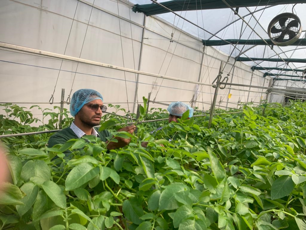 aeroponic technique in Karnal