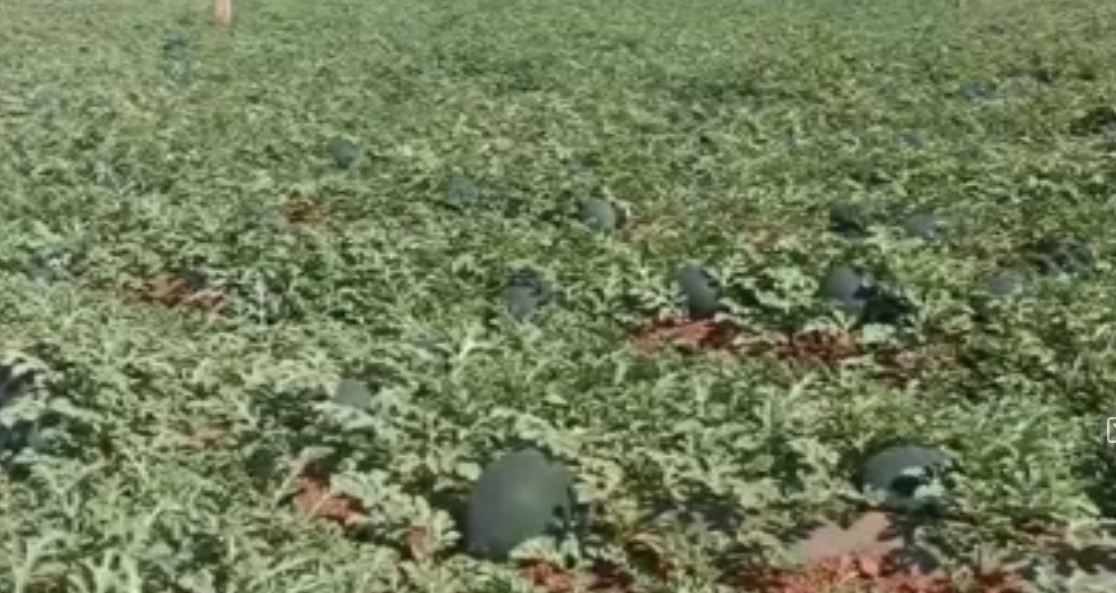 A young farmer grew a bountiful watermelon in Bidar