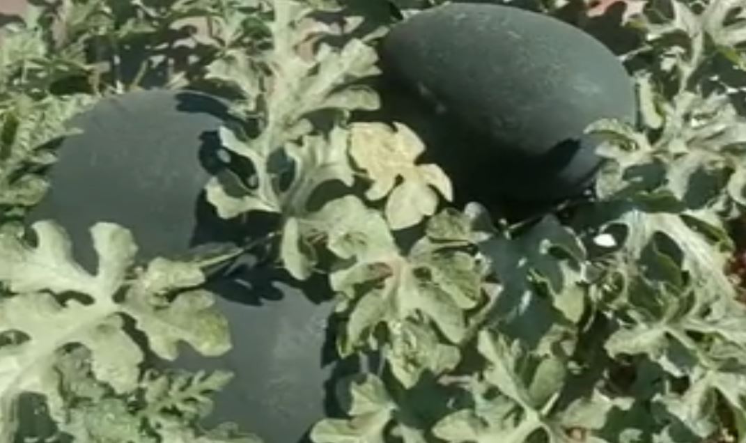 A young farmer grew a bountiful watermelon in Bidar