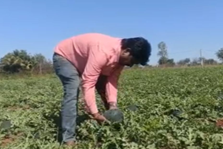 A young farmer grew a bountiful watermelon in Bidar