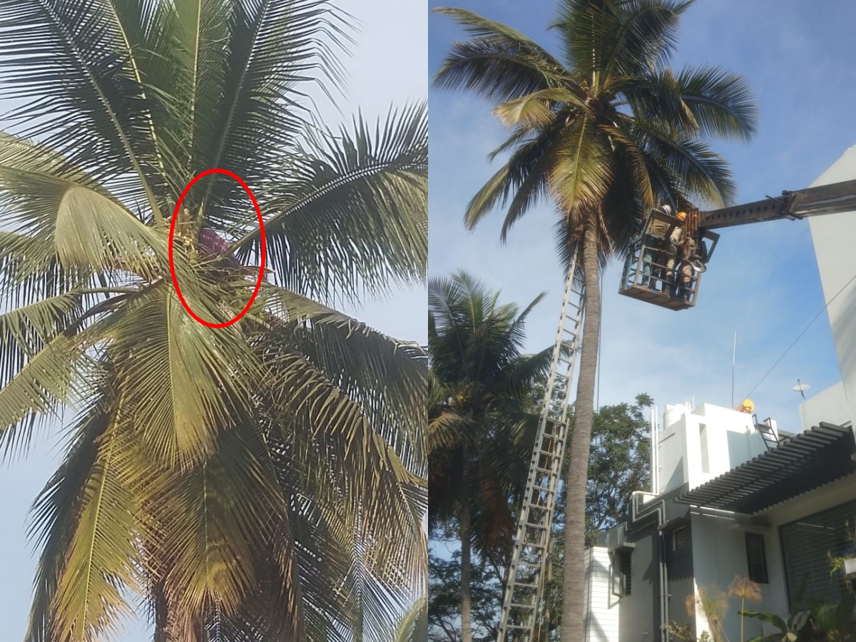 A man got sick and got stuck in a coconut tree.