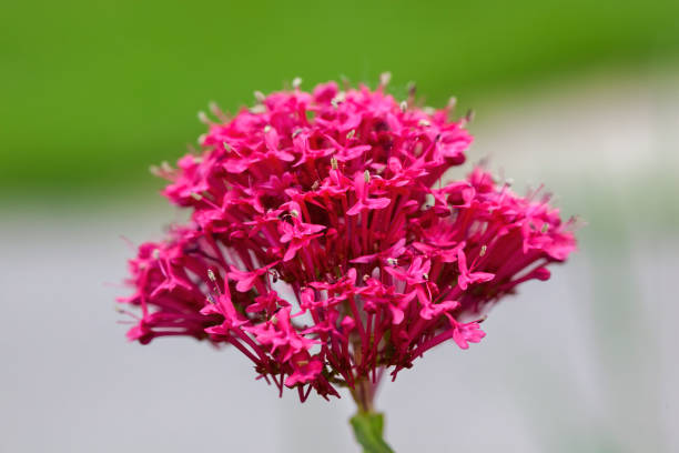 Valerian