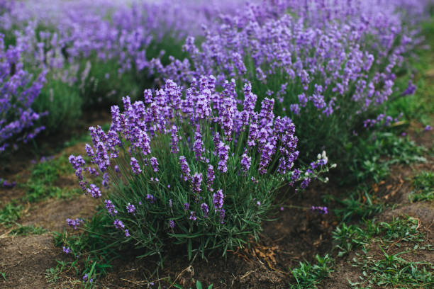 Lavender