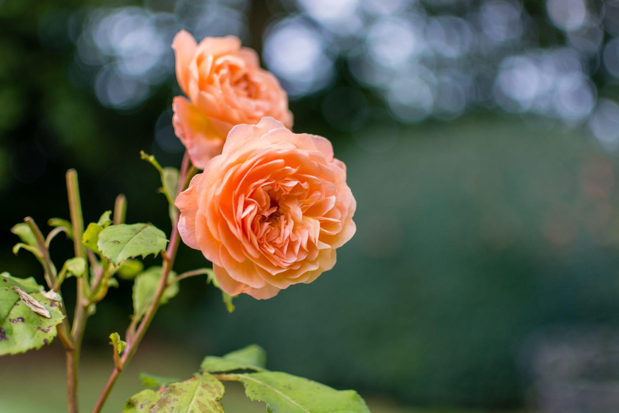 Red yellow or pink before giving know the meaning of these different colors of roses