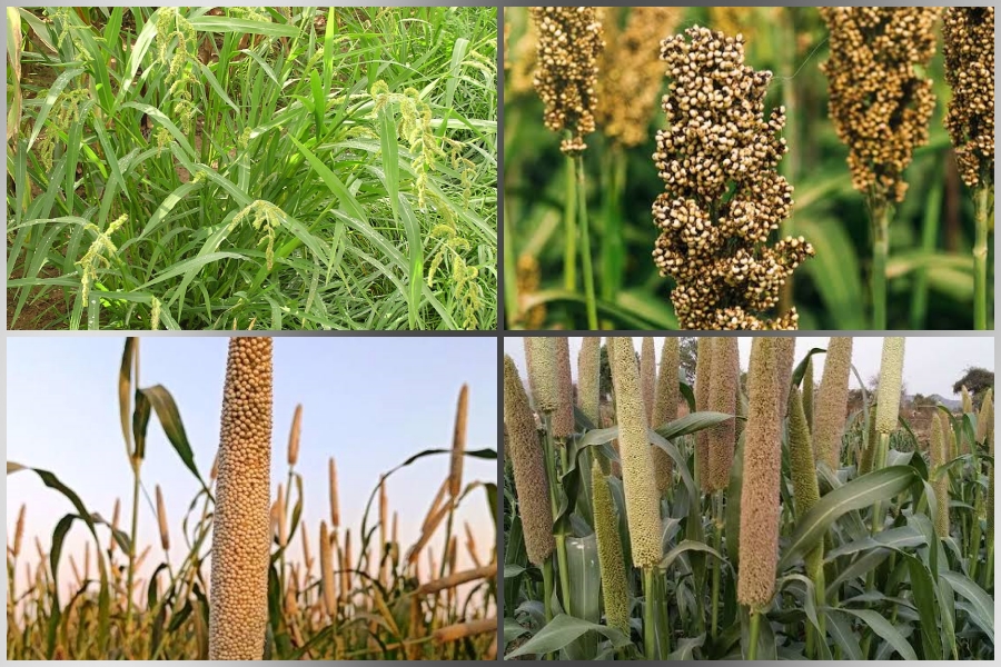 International Millet Year 2023