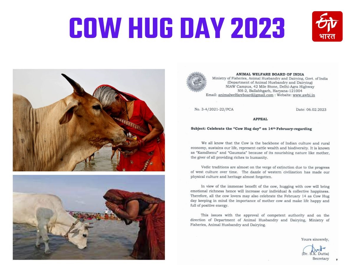 Cow Hug Day