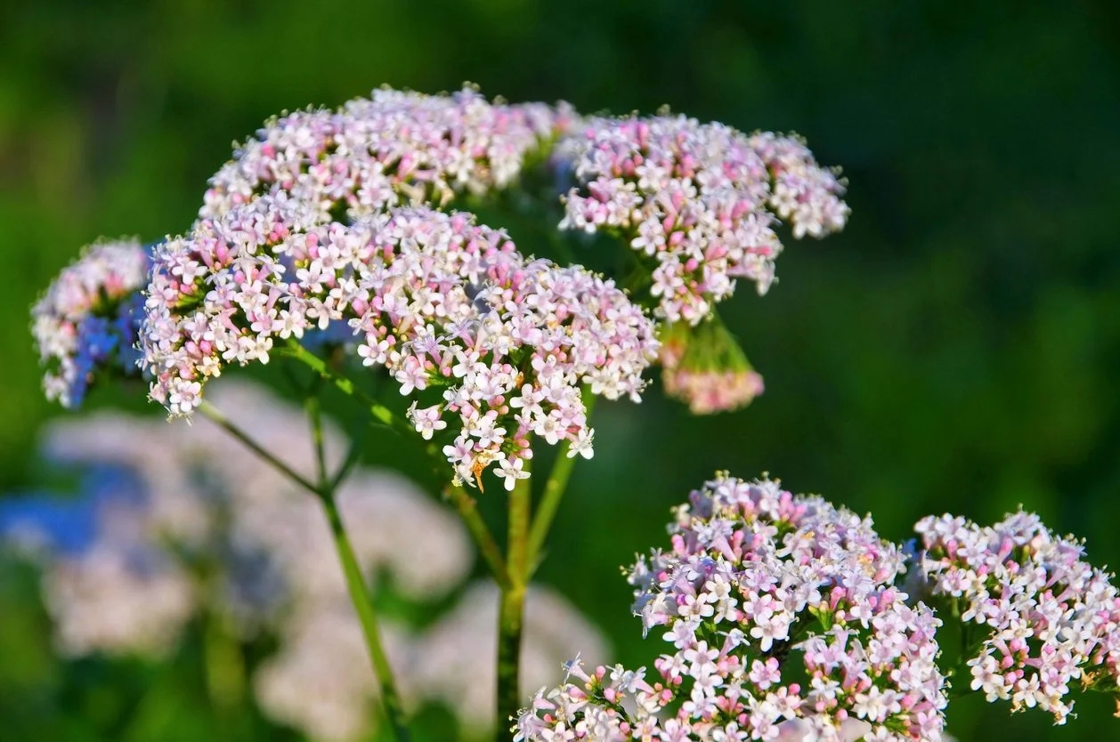 five Natural herbs for good sleep