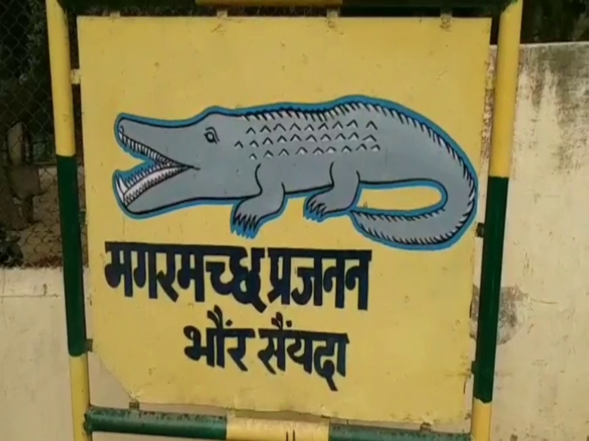 Friendship of crocodile and man in Karnal