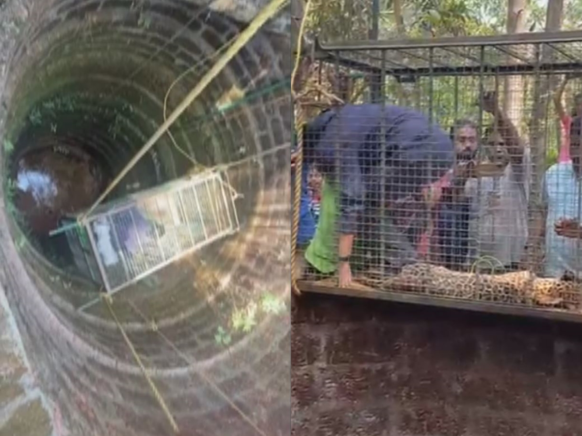 Lady Doctor Saved Leopard Cub In Karnataka